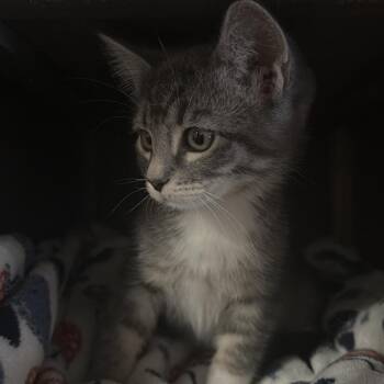 Domestic Short Hair Cats Available for Adoption - Orange | PetCurious