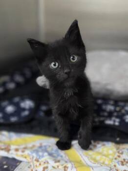 George Lopez -  Domestic Short Hair Cat for Adoption in Westland, Michigan - George Lopez | PetCurious