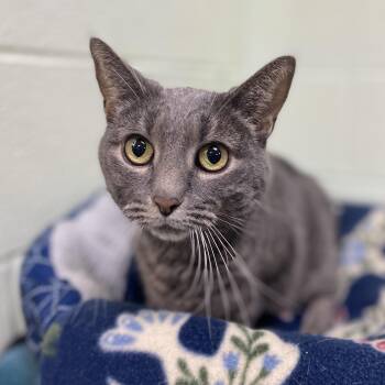 Rescue Domestic Short Hair Cats for Adoption in Elyria, Ohio - Hopper | PetCurious