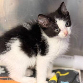 Hermione 2 -  Domestic Short Hair Cat for Adoption in Cumming, Georgia - Hermione 2 | PetCurious