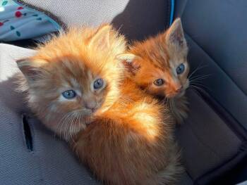 AC10 and F15 -  Domestic Medium Hair Cat for Adoption in Columbia, South Carolina - AC10 And F15 | PetCurious