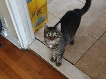 Rescue Tabby and Domestic Short Hair Cats for Adoption in New York, New York - Junior *foster Needed* | PetCurious