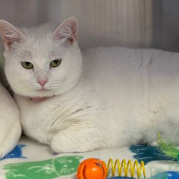 Rescue Domestic Short Hair Cats for Adoption in Madisonville, Tennessee - Muna | PetCurious