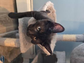 Harp -  Domestic Short Hair Cat for Adoption in Bethel Park, Pennsylvania - Harp | PetCurious