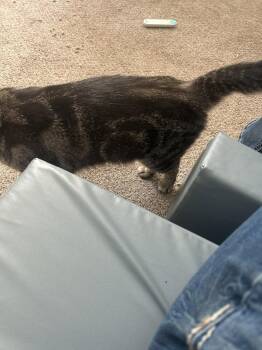 Domestic Short Hair Cats Available for Adoption in Pittsboro, North Carolina - Cinnamon | PetCurious