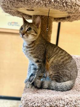 Nimbus (new) -  Domestic Short Hair Cat for Adoption in Zephyrhills, Florida - Nimbus (new) | PetCurious