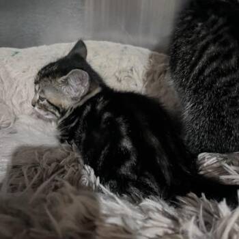 Wausau -  Domestic Medium Hair Cat for Adoption in St. Louis, Missouri - Wausau | PetCurious