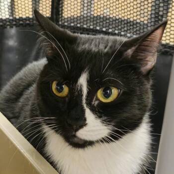Domestic Short Hair Cats Available for Adoption in Cumming, Georgia - Kelly | PetCurious