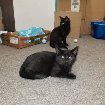Waffles -  Domestic Short Hair Cat for Adoption in Mineral Point, Wisconsin - Waffles | PetCurious