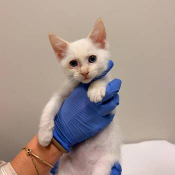 Sprinkles -  Domestic Short Hair Cat for Adoption in Chattanooga, Tennessee - Sprinkles | PetCurious