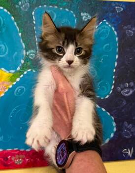 Oreo- In Foster! -  Domestic Medium Hair Cat for Adoption in Rockwall, Texas - Oreo- In Foster! | PetCurious