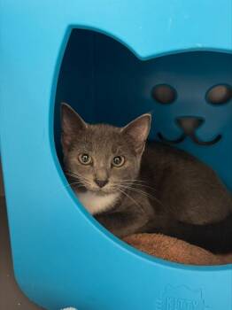 ARAMIS -  Domestic Short Hair Cat for Adoption in Leesburg, Virginia - ARAMIS | PetCurious