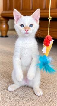 Phoenix -  Siamese Cat for Adoption in Knoxville, Tennessee - Phoenix | PetCurious
