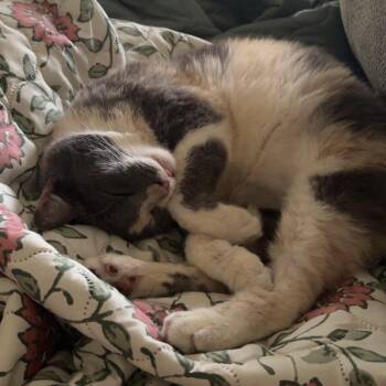 Finn -  Domestic Long Hair Cat for Adoption in Liverpool, Texas - Finn | PetCurious