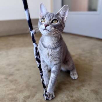 Bambino -  Domestic Short Hair Cat for Adoption in Green Bay, Wisconsin - Bambino | PetCurious