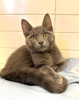 Mercury -  Russian Blue Cat for Adoption in Elmwood, Louisiana - Mercury | PetCurious