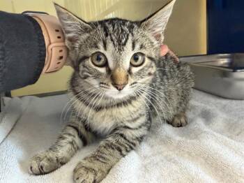 MOUSY -  Domestic Short Hair Cat for Adoption in Santa Rosa, California - MOUSY | PetCurious