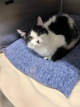 Domestic Medium Hair Cats Available for Adoption - Adelaide | PetCurious