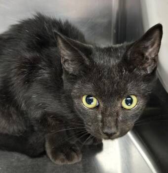 Emma -  Domestic Short Hair Cat for Adoption in North Myrtle Beach, South Carolina - Emma | PetCurious