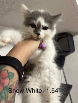 Snow White -  Domestic Short Hair Cat for Adoption in Johnson City, Tennessee - Snow White | PetCurious