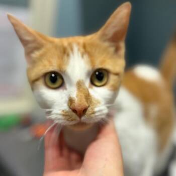 Queen Penelope -  Domestic Short Hair Cat for Adoption in Chattanooga, Tennessee - Queen Penelope | PetCurious