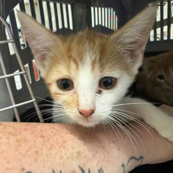 Popcorn -  Domestic Long Hair Cat for Adoption in Gloucester, Virginia - Popcorn | PetCurious