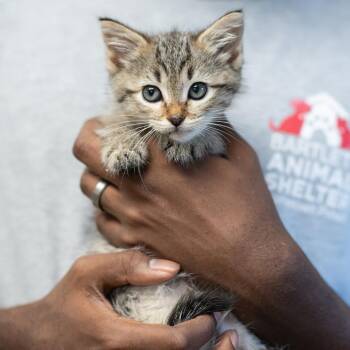 RUBY-30791 -  Domestic Short Hair Cat for Adoption in Memphis, Tennessee - RUBY-30791 | PetCurious