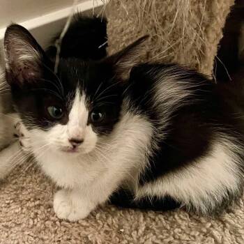Rescue Domestic Short Hair Cats for Adoption in Eagle Mountain, Utah - Darcy Purse | PetCurious