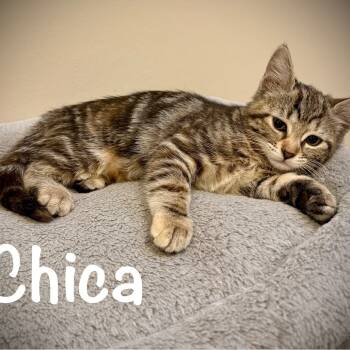 Rescue Domestic Short Hair Cats for Adoption in Sarasota, Florida - Chica | PetCurious
