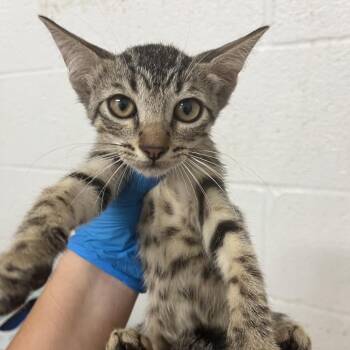 Guava -  Domestic Short Hair Cat for Adoption in Edinburg, Texas - Guava | PetCurious