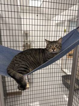 Domestic Short Hair Cats Available for Adoption - Benny | PetCurious