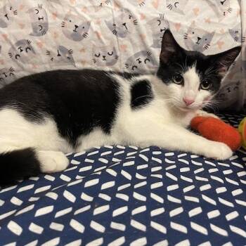 Rescue Domestic Short Hair Cats for Adoption - Malfoy | PetCurious