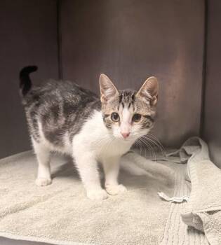 CHONG -  Domestic Short Hair Cat for Adoption in Fort Walton Beach, Florida - CHONG | PetCurious