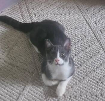 Rescue Domestic Short Hair and Tuxedo Cats for Adoption in Lemont, Illinois - Mason | PetCurious