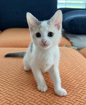 Aruba -  Domestic Short Hair Cat for Adoption in Long Beach, New York - Aruba | PetCurious