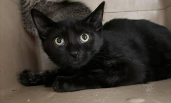 Tabasco -  Domestic Short Hair Cat for Adoption in Salmon, Idaho - Tabasco | PetCurious