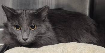 Domestic Long Hair Cats Available for Adoption in Decatur, Illinois - MACY | PetCurious