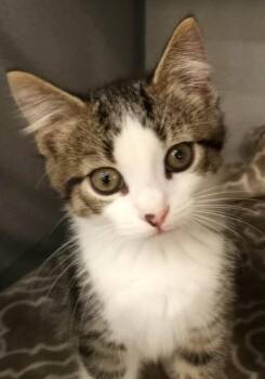 Puma Therman -  Domestic Short Hair Cat for Adoption in Waupaca, Wisconsin - Puma Therman | PetCurious