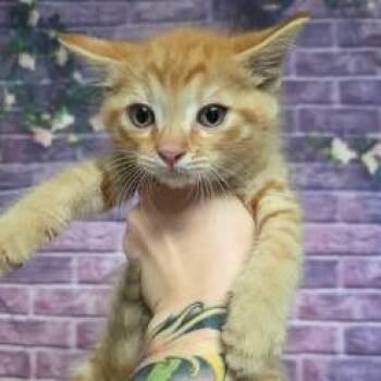 Gecko -  Domestic Short Hair Cat for Adoption in Fort Collins, Colorado - Gecko | PetCurious