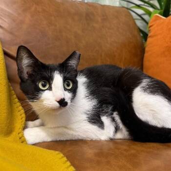 Kit Kat -  Tuxedo and Domestic Short Hair Cat for Adoption in Friendswood, Texas - Kit Kat | PetCurious