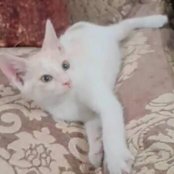 9 kittens Part 2 -  Domestic Medium Hair Cat Available for Adoption in Brampton, Ontario - 9 Kittens Part 2 | PetCurious