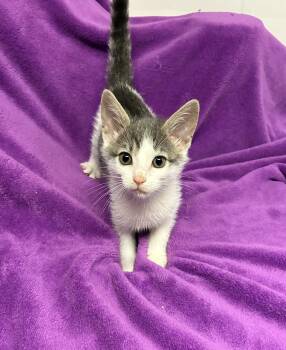 Hansel -  Domestic Short Hair Cat for Adoption in River Edge, New Jersey - Hansel | PetCurious