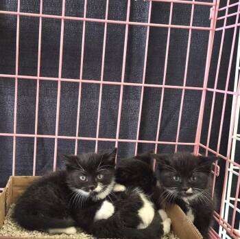 Domestic Short Hair Cats Available for Adoption - BW2 | PetCurious
