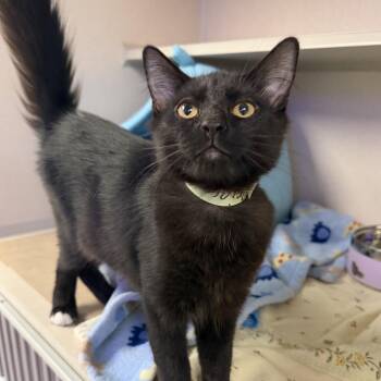 Paisley -  Domestic Medium Hair Cat for Adoption in Westhampton, New York - Paisley | PetCurious