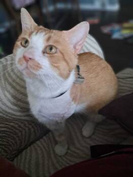 Rescue Domestic Short Hair Cats for Adoption in Oak Park, Michigan - Sir Cheese Puff Orange Kitty Flufferbutt | PetCurious