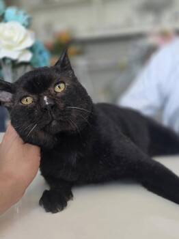Brownie -  Domestic Short Hair Cat for Adoption in Plano, Texas - Brownie | PetCurious