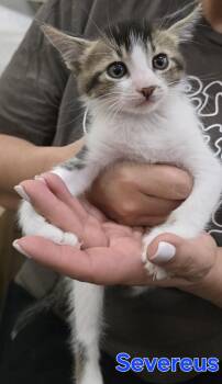 Severus Snape  -  Domestic Short Hair Cat Available for Adoption in Woodland, California - Severus Snape  | PetCurious