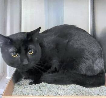 THEODORE -  Domestic Short Hair Cat for Adoption in St. Louis, Missouri - THEODORE | PetCurious