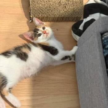 Cholula -  Domestic Short Hair Cat for Adoption in Jarrettsville, Maryland - Cholula | PetCurious