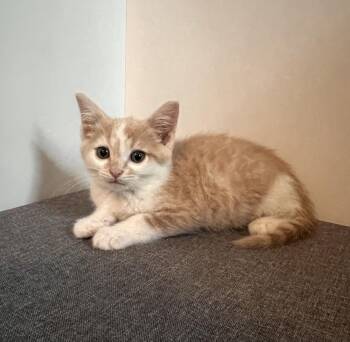 Logan ~ Available at PetSmart Warsaw, IN!! -  Domestic Short Hair Cat for Adoption in Rochester, Indiana - Logan ~ Available At PetSmart Warsaw, IN!! | PetCurious